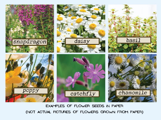 pictures of types of seeds that will grow, snapdragon, daisy, basil, poppy, catchfly and chamomile